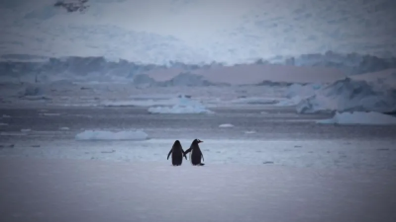 Penguin Colony-ն՝ 2026 թվականի ամենահամարձակ խաղերից մեկը